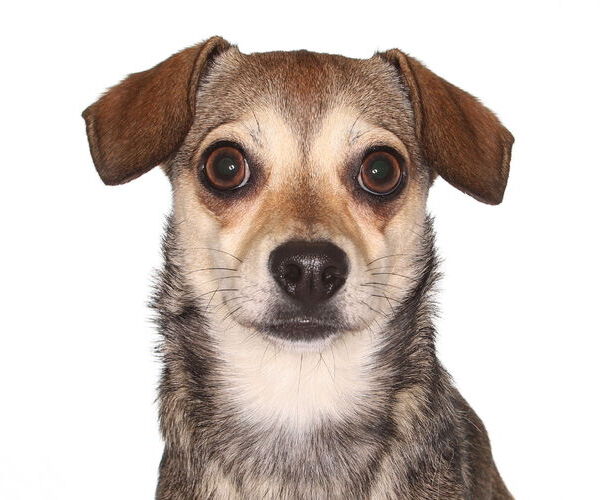 Medium Photo #1 Chihuahua Puppy For Sale in Oakland Park, FL, USA