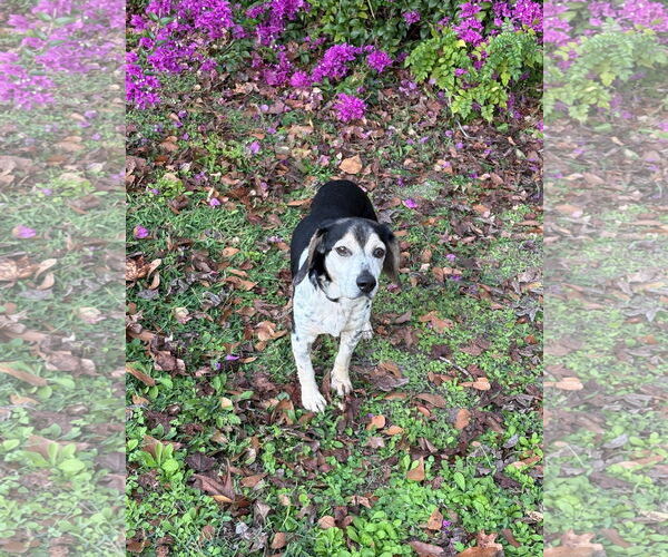 Medium Photo #6 Beagle Puppy For Sale in Tampa, FL, USA