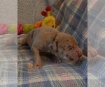 Small Photo #89 Great Dane Puppy For Sale in SPRAGGS, PA, USA
