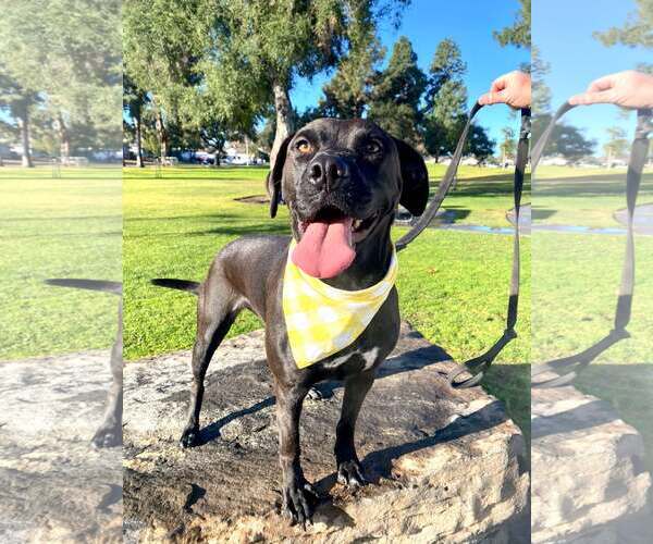 Medium Photo #5 Labrador Retriever-Unknown Mix Puppy For Sale in San Diego, CA, USA