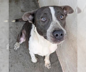 Mutt Dogs for adoption in Crystal, MN, USA