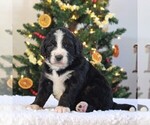 Small Photo #4 Bernedoodle-Poodle (Standard) Mix Puppy For Sale in DENVER, PA, USA