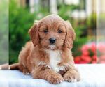 Small #3 Cavapoo (Miniature)