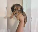 Puppy Male 1 Java Dachshund