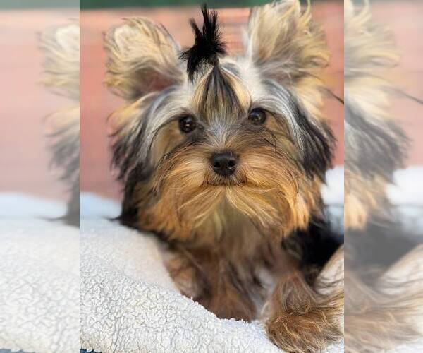 Medium Photo #1 Yorkshire Terrier Puppy For Sale in CORAL SPRINGS, FL, USA