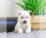 Small Photo #1 West Highland White Terrier Puppy For Sale in SYRACUSE, IN, USA
