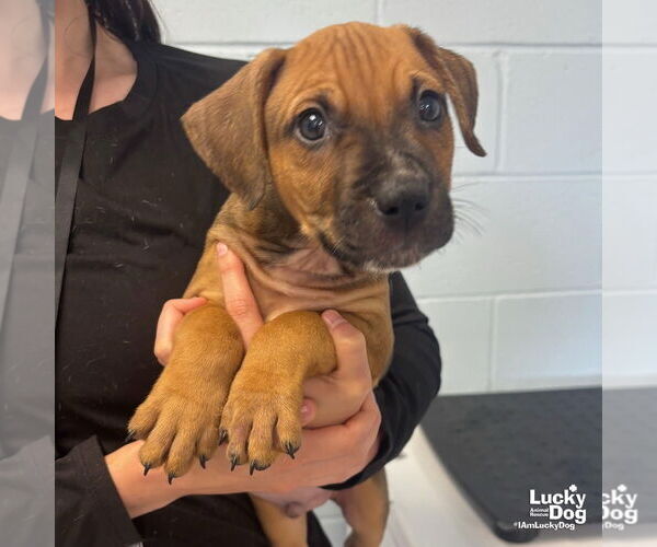 Medium Photo #6 Labrador Retriever-Unknown Mix Puppy For Sale in Washington, DC, USA