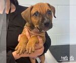 Small #5 Labrador Retriever Mix