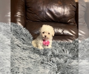 Poodle (Toy) Puppy for sale in JEFFERSONVILLE, IN, USA