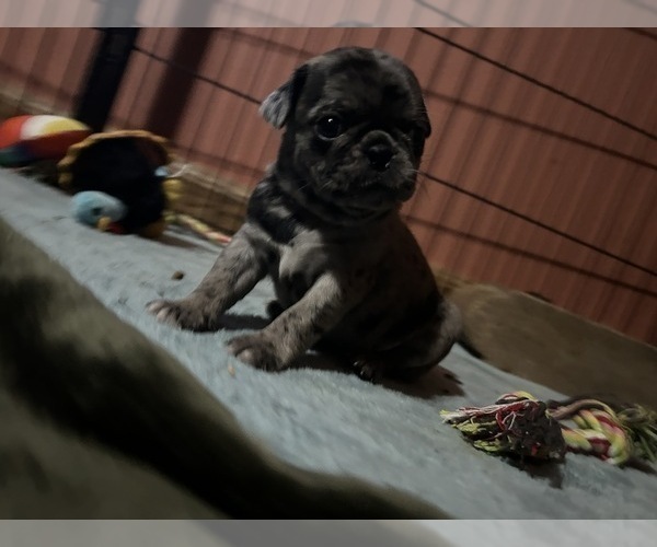 Medium Photo #3 Pug Puppy For Sale in BLOOMINGTON, IL, USA