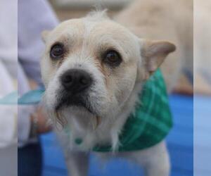 Mutt Dogs for adoption in San Antonio, TX, USA