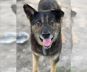 German Shepherd Dog-Unknown Mix Dogs for adoption in Conroe, TX, USA