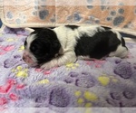 Puppy Pink Collar Cocker Spaniel