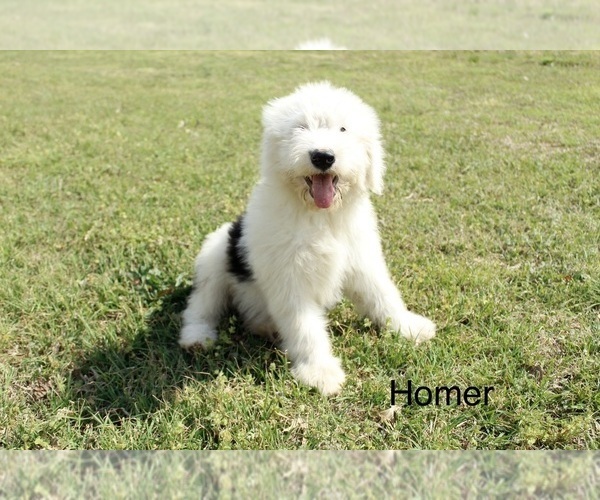 Medium Photo #1 Old English Sheepdog Puppy For Sale in CARDWELL, MO, USA