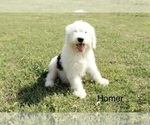 Puppy Homer Old English Sheepdog