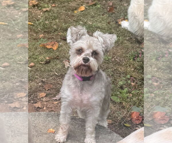Medium Photo #6 Poodle (Toy) Puppy For Sale in Pottstown, PA, USA