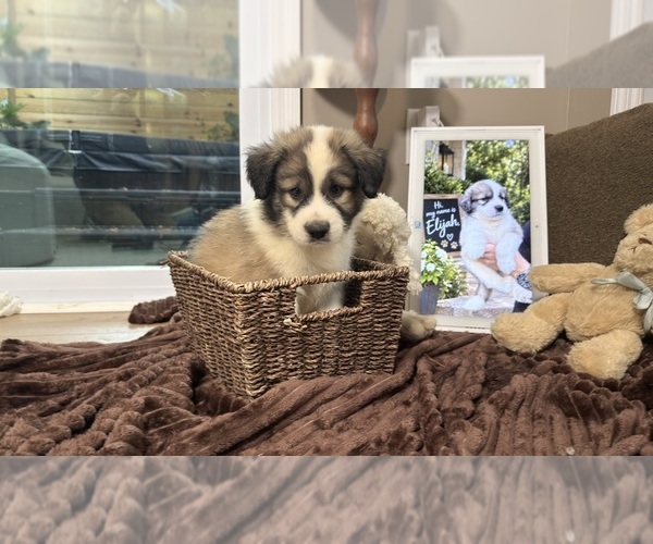 Medium Photo #15 Aussie Pyrenees Puppy For Sale in LEXINGTON, SC, USA
