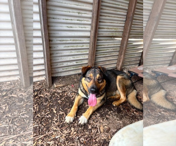 Medium Photo #11 Mutt Puppy For Sale in Rustburg, VA, USA