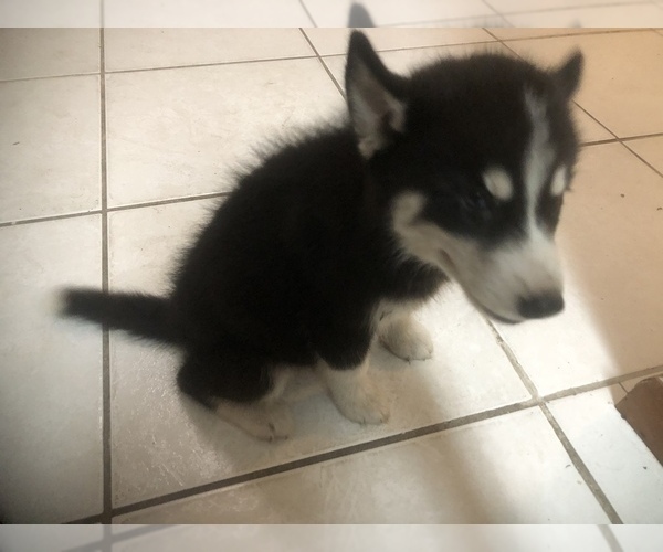 Medium Photo #2 Siberian Husky Puppy For Sale in DELTONA, FL, USA