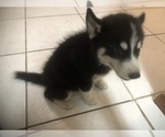 Small Photo #2 Siberian Husky Puppy For Sale in DELTONA, FL, USA