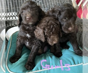 Poodle (Standard)-Pyredoodle Mix Puppy for Sale in CONCORD, Virginia USA
