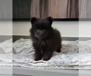 Pomeranian Puppy for sale in FRANKLIN, IN, USA