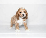 Small Photo #5 Cockapoo Puppy For Sale in NAPPANEE, IN, USA