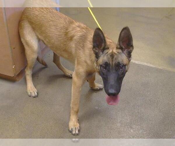 Medium Photo #1 German Shepherd Dog-Unknown Mix Puppy For Sale in Sacramento, CA, USA