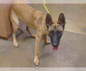 German Shepherd Dog-Unknown Mix Dogs for adoption in Sacramento, CA, USA