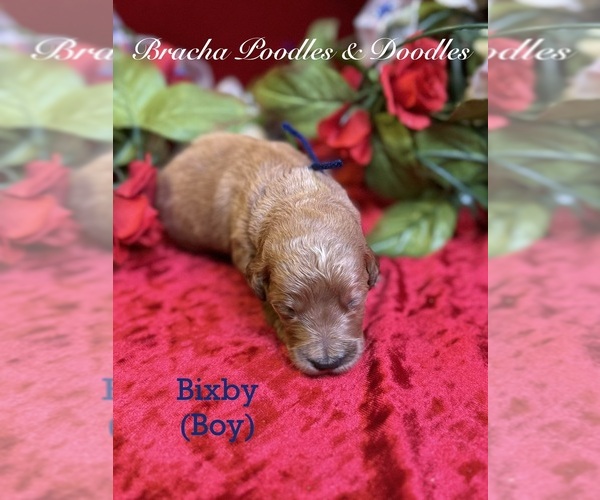 Medium Photo #8 Goldendoodle Puppy For Sale in SAINT CLOUD, MN, USA