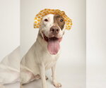 Small #1 Bull Terrier Mix