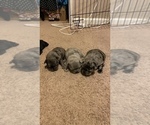 Small Photo #201 French Bulldog Puppy For Sale in CERES, CA, USA