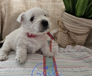 West Highland White Terrier Puppy for sale in MINONK, IL, USA