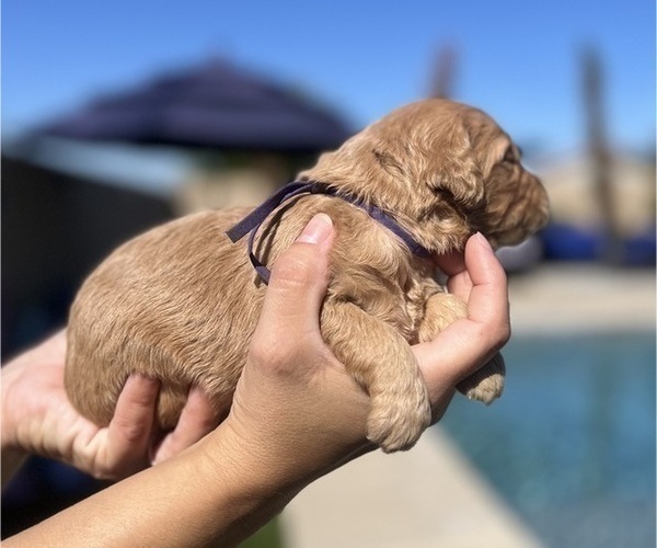 Medium Photo #8 Goldendoodle Puppy For Sale in PHOENIX, AZ, USA