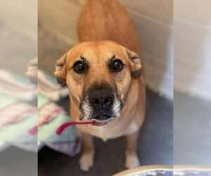 Labrador Retriever-Unknown Mix Dogs for adoption in Lewistown, PA, USA