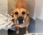 Small Labrador Retriever Mix
