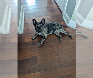 French Bulldog Puppy for sale in WOODBRIDGE, VA, USA