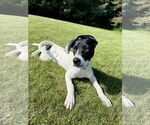 Small #8 American Pit Bull Terrier-Pointer Mix