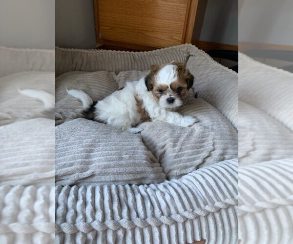 Medium Photo #3 Shih Tzu Puppy For Sale in BRISTOL, IN, USA