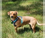 Small #1 Chihuahua Mix