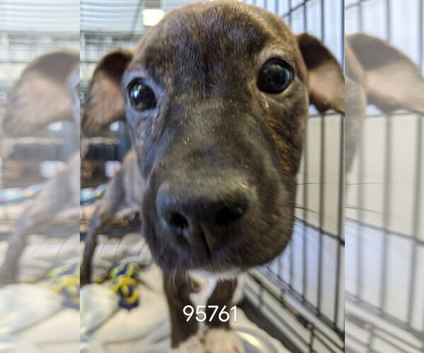Medium Photo #6 American Pit Bull Terrier-Labrador Retriever Mix Puppy For Sale in Chico, CA, USA