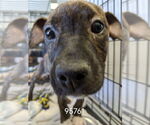 Small #5 American Pit Bull Terrier-Labrador Retriever Mix