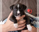Small Photo #3 Boxador Puppy For Sale in Grovertown, IN, USA