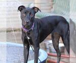 Small #1 Labrador Retriever Mix
