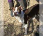Small Photo #2 Borador Puppy For Sale in Anniston, AL, USA
