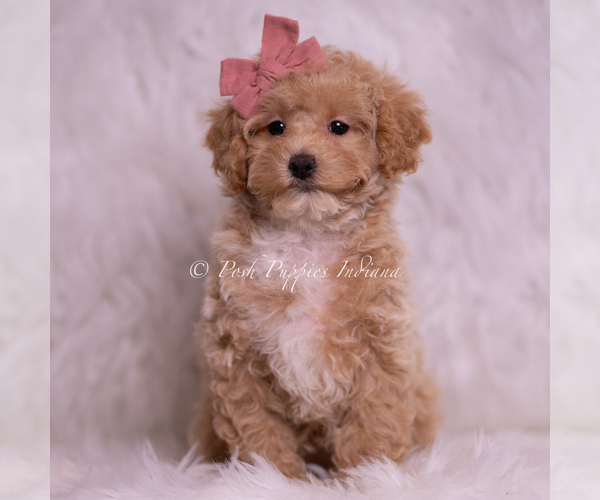 Medium Photo #64 Poodle (Toy) Puppy For Sale in WARSAW, IN, USA