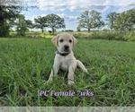 Small #5 Labrador Retriever