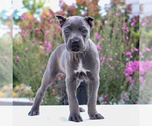 Cane Corso Puppy for sale in EAST EARL, PA, USA