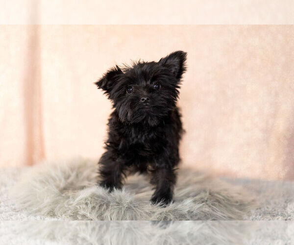 Medium Photo #1 YorkiePoo Puppy For Sale in NAPPANEE, IN, USA