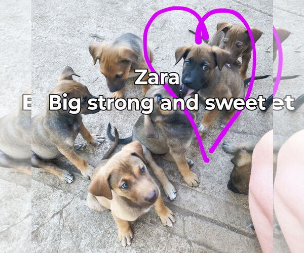 Medium Photo #1 Mutt Puppy For Sale in Fallbrook, CA, USA